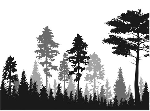 High grey fir trees forest on white silhouette