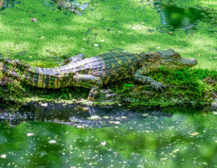 American Alligator Basking