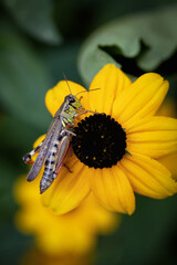 Grasshopper on a rudbeckia flower - 638244090