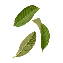 Obraz premium Vector illustration, guava leaf ,scientific name Psidium guajava, herb leaf, isolated on white background.