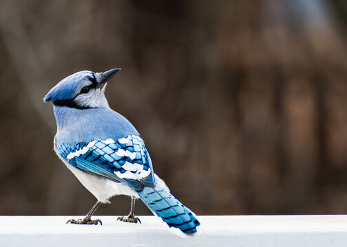 Colorful Blue-Jay Bird Standing Isolated with Bright Blue Feathers