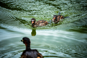 雛に給仕するカイツブリ