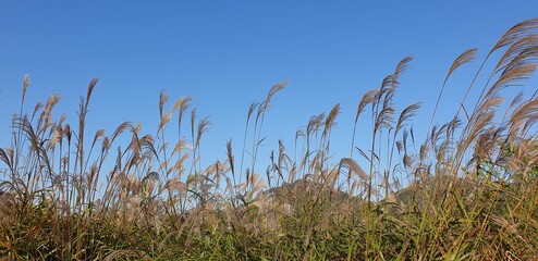 Miscanthus sinensis or Maiden silvergrass or  Susuki illuminated, South Korea - 가을이 생각...