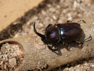 屋外のカブトムシ
