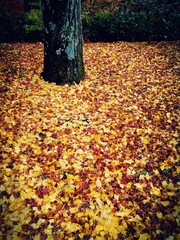 敷き詰められた落葉