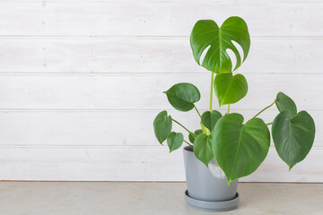 Close up of leafy monstera plant in grey pot on concrete floor against white painted wood panelled wall with copy space (selective focus)