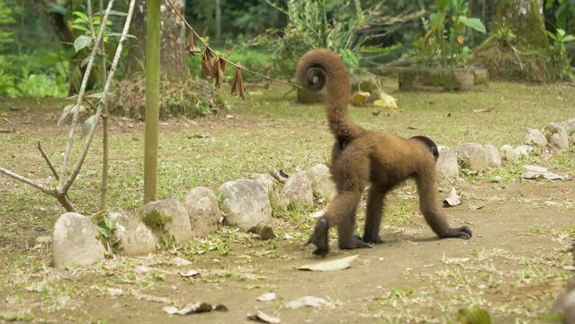 Observe the carefree charm of a chorongo monkey as it casually strolls and walks away