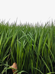 green paddy on the ground