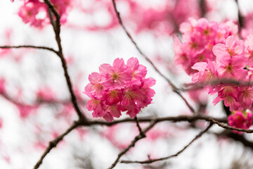 Obraz premium 三ツ池公園の景色