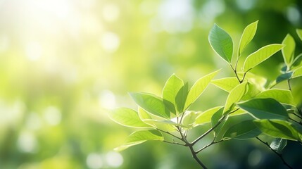 Gardening in the summertime when the sun is shining. For a springtime environment ecology or greenery wallpaper, use real green leaves from plants. Generative AI.