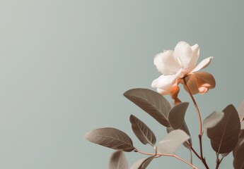 Minimalist Peach leaves and Peach fruit on a pale flat background wall — Plants — interior design graphic resource with film grain realism — PINK, GREEN, PEACH — Realistic renders