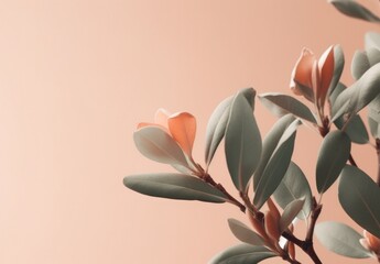 Fototapeta na wymiar Minimalist Peach leaves and Peach fruit on a pale flat background wall — Plants — interior design graphic resource with film grain realism — PINK, GREEN, PEACH — Realistic renders