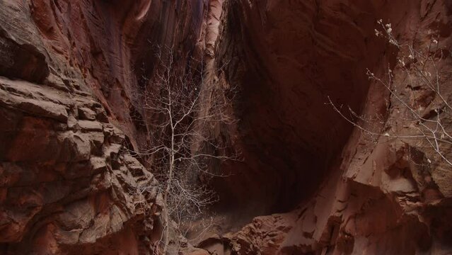 Tilt up beautiful slot canyon in Escalante Utah, early spring with barren trees