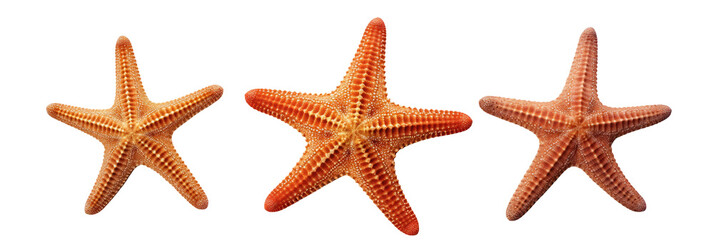 Fototapeta premium Starfish On white