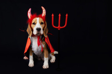 A beagle dog with devil horns, a red and black cape and a trident as a costume for carnival or Halloween on a black isolated background.