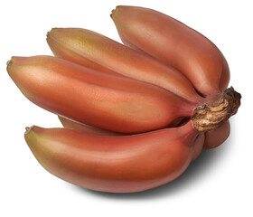 fresh red banana, musa acuminata, aka red dacca, spanish or colorado banana, tropical fruit that has reddish-purple to maroon skin and sweet flavor isolated on white background