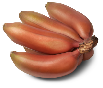 fresh red banana, musa acuminata, aka red dacca, spanish or colorado banana, tropical fruit that has reddish-purple to maroon skin and sweet flavor isolated on white background