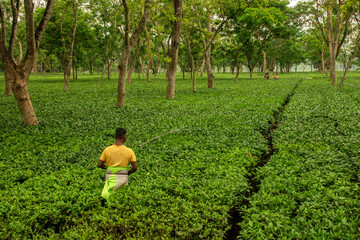 6th April, 2022, Dhupjhora, West Bengal, India: A tea garden worker plucking tea leaves at Dooars...