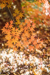 オレンジ色の紅葉