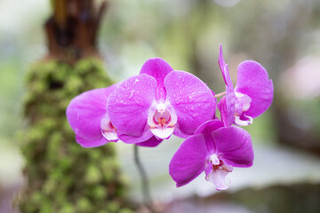 beautiful orchid flower blooming at rainy season with blur background