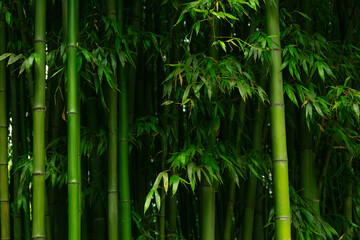 Close Up Bamboo Trunks Forest Texture