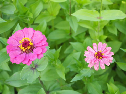 Purple and pink zinnia blooming in the garden. Closeup photo, blurred.