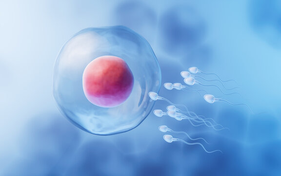 The union of sperm and an egg cell, 3d rendering.
