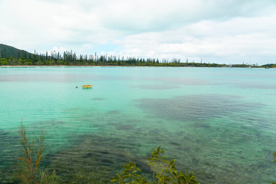 Kuto Bay Pine Trees Clear Green Sea