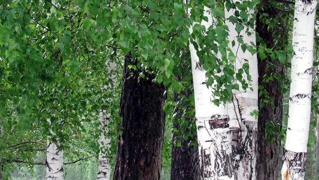 Rainfall on green city tree 