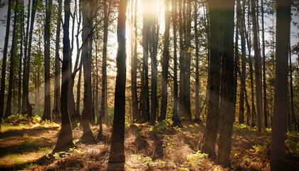 Obraz premium sunset in the woods forest ai generative