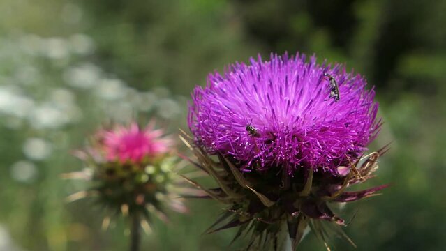 Insects on pink purple Milk Thistle flower, medicinal herbal plant, natural herb