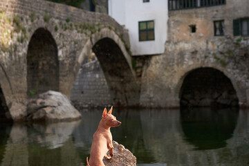 dog at river against the backdrop of the old city. American Hairless Terrier at bridge