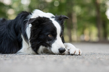 Fototapeta premium Portrait of a black and white border collie lying on the pavement. 