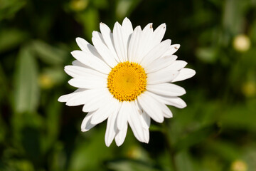 Obraz premium daisy flower