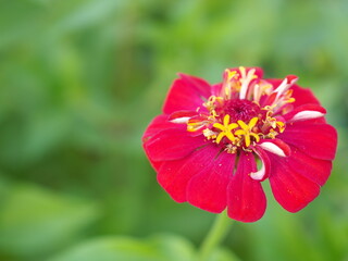Red zinnia flower in the garden. Closeup photo, blurred.