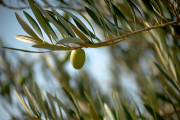 olive tree branch in the sun