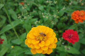 A Yellow Zinnia Elegans Flower With A Honey bee