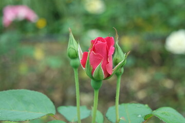 A Red Rose Flower And Baby Rose buds