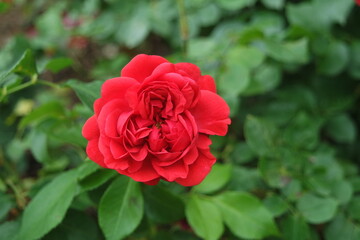 A Red Rose Flower With Green Leaves