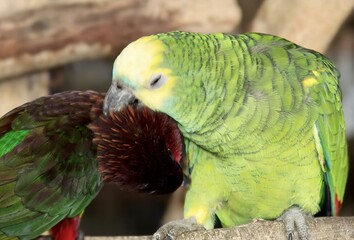 a photography of two parrots are sitting on a branch and one is biting the other.