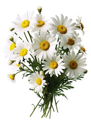 Obraz premium Bouquet of daisies flowers on white