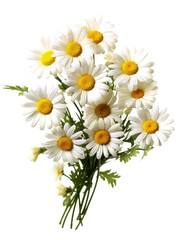 Bouquet of daisies flowers on white