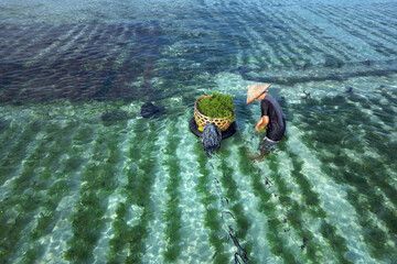 collecting  sea weed at the seaweed farm of Lembongan island in Indonesia - obrazy, fototapety, plakaty