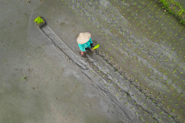 Aerial view of farmer planting rice  in the island of Bali-Indonesia