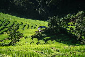 Morning terraced rice fields and huts
