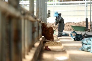 축산농가에서 우리 앞에 놓인 건초더미를 삽으로 청소중인 여성 농부