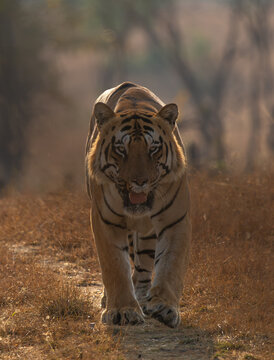 CM "Chota Matka" Beast of Tadoba Tiger Reserve 
 