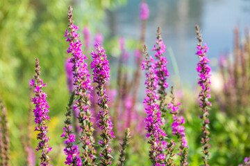 Summer Flowering Purple Loosestrife, Lythrum tomentosum on a green blured background.