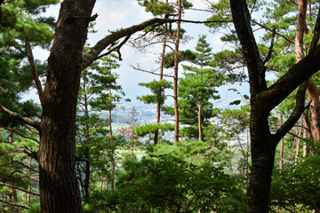 森の木々の隙間から見る松本市の風景