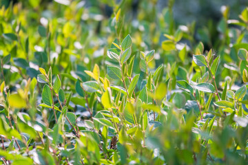 Green bushes with young leaves in the sunset